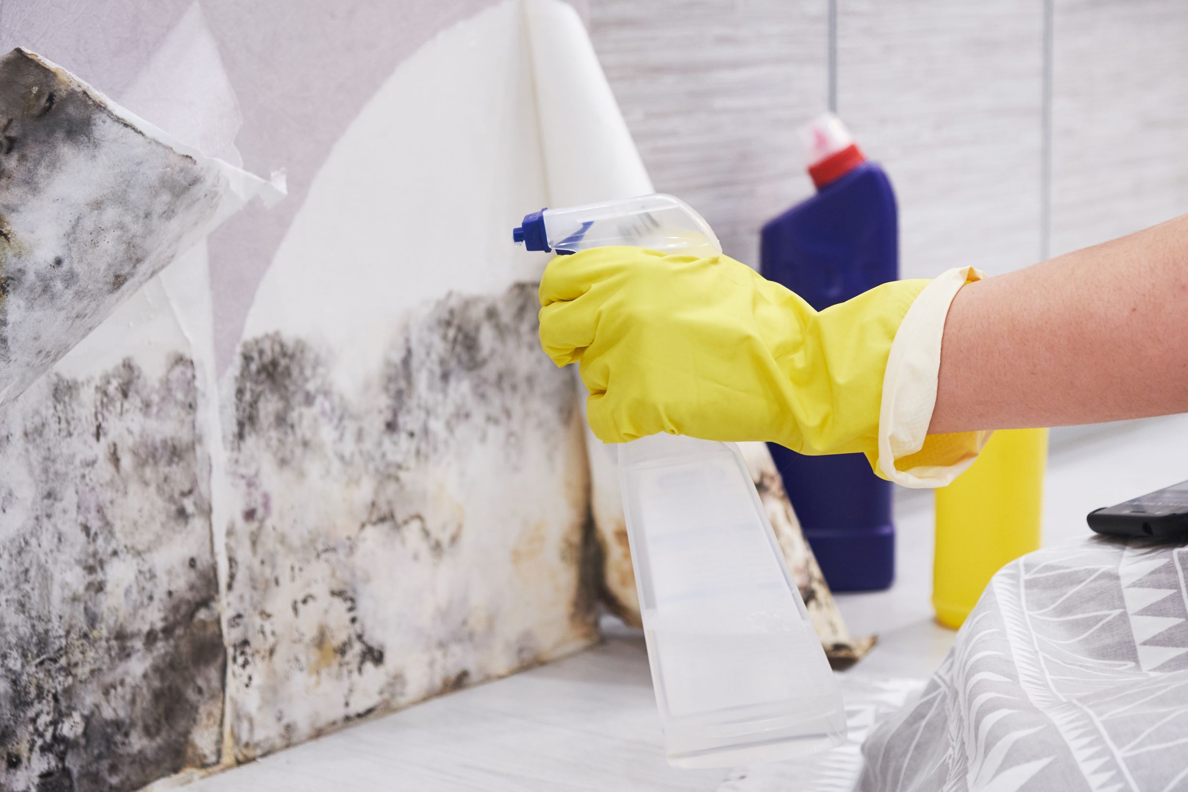 Mold Testing & Remediation